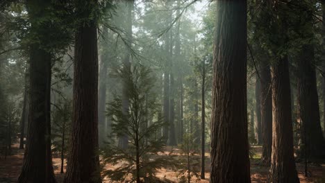 Sunrise-in-the-Sequoias,-General-Grant-Grove,-Sequoia-National-Park
